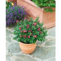 Kategorie <b>Kübelpflanzen </b> - Escallonia 'Red Dream'