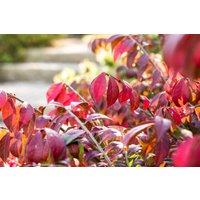Kategorie <b>Bodendecker </b> - Euonymus alatus Chicago Fire