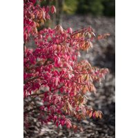 Kategorie <b>Bodendecker </b> - Euonymus alatus Unforgettable Fire