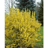 Kategorie <b>Blütensträucher und Ziergehölze </b> - Forsythia intermedia 'Goldrausch'