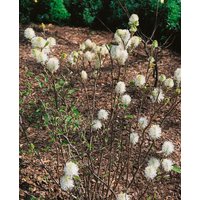 Kategorie <b>Blütensträucher und Ziergehölze </b> - Fothergilla gardenii 'Mount Airy'