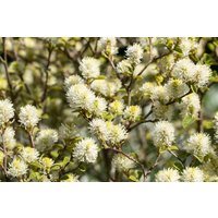 Blütensträucher und Ziergehölze - Fothergilla gardenii Suzanne