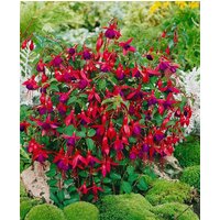 Kategorie <b>Produkt nicht gewünscht </b> - Fuchsia magellanica 'Mrs. Popple'