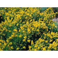 Kategorie <b>Blütensträucher und Ziergehölze </b> - Genista germanica