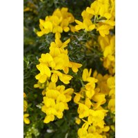 Kategorie <b>Blütensträucher und Ziergehölze </b> - Genista 'Porlock'