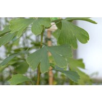Kategorie <b>Nadelbäume u. Koniferen </b> - Ginkgo biloba 'Princeton Sentry'