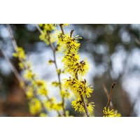 Kategorie <b>Blütensträucher und Ziergehölze </b> - Hamamelis intermedia 'Angelly'