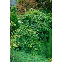 Blütensträucher und Ziergehölze - Hamamelis japonica 'Pendula'