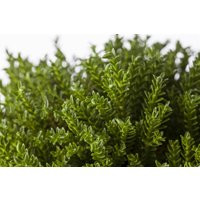 Kategorie <b>Produkt nicht gewünscht </b> - Hebe 'New Zealand'