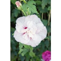 Kategorie <b>Produkt nicht gewünscht </b> - Hibiscus syriacus 'Starburst Chiffon'