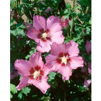 Kategorie <b>Produkt nicht gewünscht </b> - Hibiscus syriacus 'Walberton´s Rose Moon'