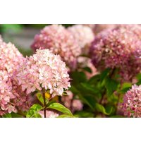 Kategorie <b>Produkt nicht gewünscht </b> - Hydrangea arborescens 'Candybelle' Marshmallow