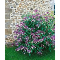 Kategorie <b>Produkt nicht gewünscht </b> - Hydrangea aspera 'Taiwans Pink'