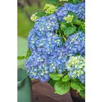Kategorie <b>Produkt nicht gewünscht </b> - Hydrangea macrophylla 'Baby Blue'
