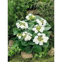 Kategorie <b>Produkt nicht gewünscht </b> - Hydrangea macrophylla 'Benxi'