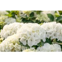 Kategorie <b>Produkt nicht gewünscht </b> - Hydrangea macrophylla 'Bianco'