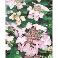 Kategorie <b>Produkt nicht gewünscht </b> - Hydrangea macrophylla 'Blaumeise rosa'