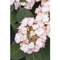 Kategorie <b>Produkt nicht gewünscht </b> - Hydrangea macrophylla 'Charme'