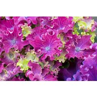 Kategorie <b>Produkt nicht gewünscht </b> - Hydrangea macrophylla Curly Sparkle Blue Purple