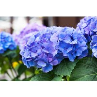 Kategorie <b>Produkt nicht gewünscht </b> - Hydrangea macrophylla 'Early Blue'