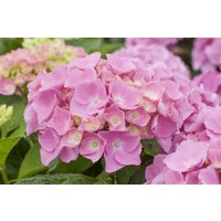 Kategorie <b>Produkt nicht gewünscht </b> - Hydrangea macrophylla 'Early Pink'