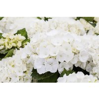 Kategorie <b>Produkt nicht gewünscht </b> - Hydrangea macrophylla 'First White'