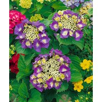 Kategorie <b>Produkt nicht gewünscht </b> - Hydrangea macrophylla 'Frisbee Hot Pink'