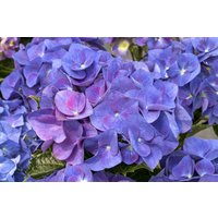 Kategorie <b>Produkt nicht gewünscht </b> - Hydrangea macrophylla 'Jip Blue'