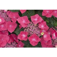 Kategorie <b>Produkt nicht gewünscht </b> - Hydrangea macrophylla 'Kardinal'