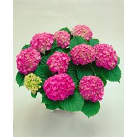 Kategorie <b>Produkt nicht gewünscht </b> - Hydrangea macrophylla 'Red Baron'