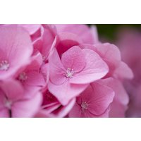 Kategorie <b>Produkt nicht gewünscht </b> - Hydrangea macrophylla 'Rosita'