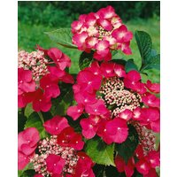 Kategorie <b>Produkt nicht gewünscht </b> - Hydrangea macrophylla 'Rotschwanz'