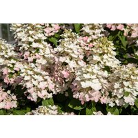 Kategorie <b>Produkt nicht gewünscht </b> - Hydrangea paniculata 'EARLY HARRY'