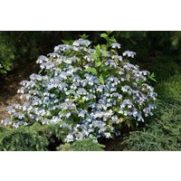 Kategorie <b>Produkt nicht gewünscht </b> - Hydrangea serrata acuminata
