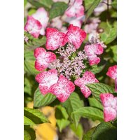 Kategorie <b>Produkt nicht gewünscht </b> - Hydrangea serrata 'Benigaku'