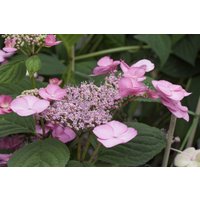 Kategorie <b>Produkt nicht gewünscht </b> - Hydrangea serrata 'Rosalba'