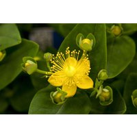Kategorie <b>Produkt nicht gewünscht </b> - Hypericum inodorum 'Magical Sunshine'