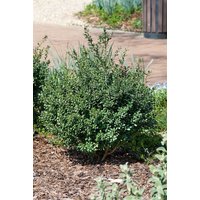 Kategorie <b>Blütensträucher und Ziergehölze </b> - Ilex crenata 'Green Glory'