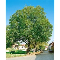 Kategorie <b>Nüsse </b> - Juglans regia 'Jupiter' CAC