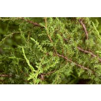 Kategorie <b>Produkt nicht gewünscht </b> - Juniperus communis 'Hornibrookii'