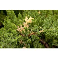 Kategorie <b>Nadelbäume u. Koniferen </b> - Juniperus conferta 'Golden Wings'