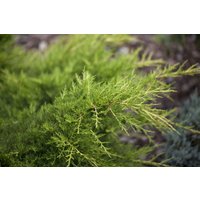 Kategorie <b>Nadelbäume u. Koniferen </b> - Juniperus pfitzeriana 'Gold Coast'