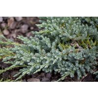 Kategorie <b>Nadelbäume u. Koniferen </b> - Juniperus squamata 'Little Joanna'