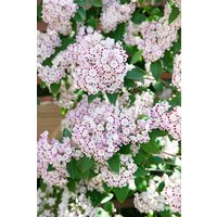 Kategorie <b>Blütensträucher und Ziergehölze </b> - Kalmia latifolia 'Tiddlywinks'