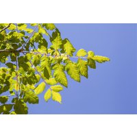 Kategorie <b>Produkt nicht gewünscht </b> - Koelreuteria paniculata