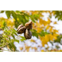 Kategorie <b>Produkt nicht gewünscht </b> - Koelreuteria paniculata 'Fastigiata