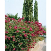 Kategorie <b>Produkt nicht gewünscht </b> - Lagerstroemia indica 'Double Feature'