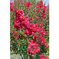 Kategorie <b>Produkt nicht gewünscht </b> - Lagerstroemia indica 'Dynamite'