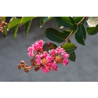 Kategorie <b>Produkt nicht gewünscht </b> - Lagerstroemia indica 'Rhapsody in Pink'