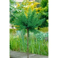 Kategorie <b>Nadelbäume u. Koniferen </b> - Larix decidua 'Kornik'